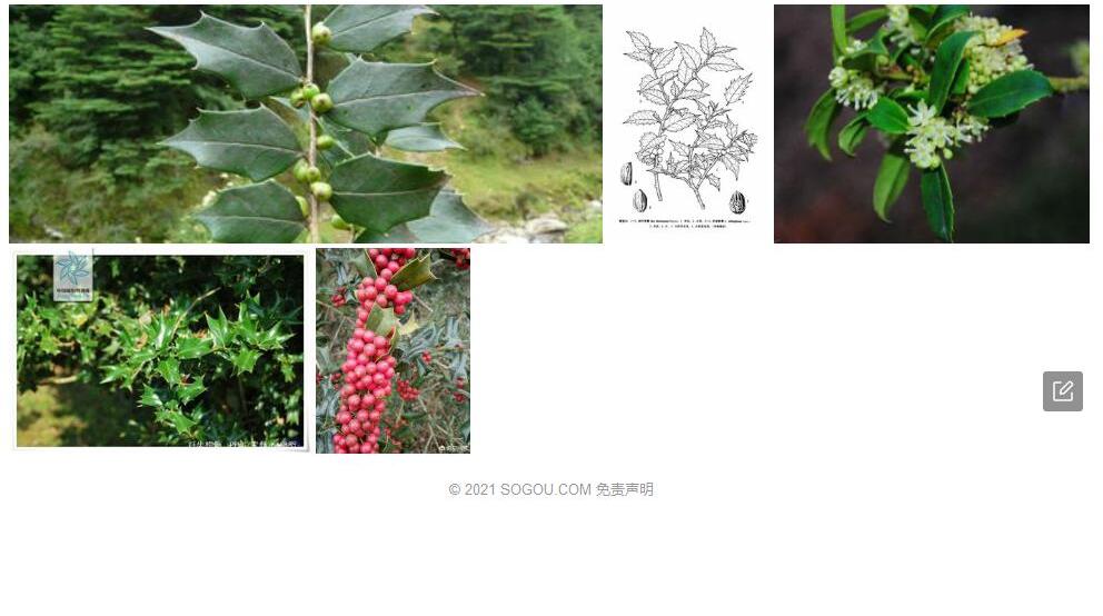 纤齿枸骨照片和图片/