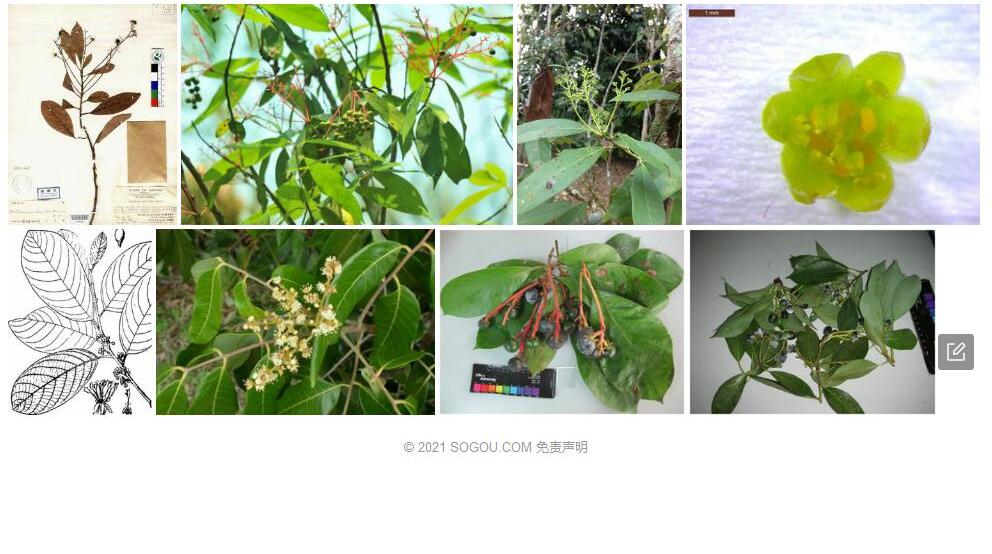 纳槁润楠照片和图片/