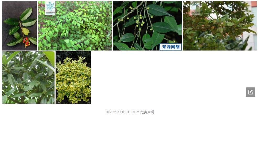 纸叶冬青照片和图片/