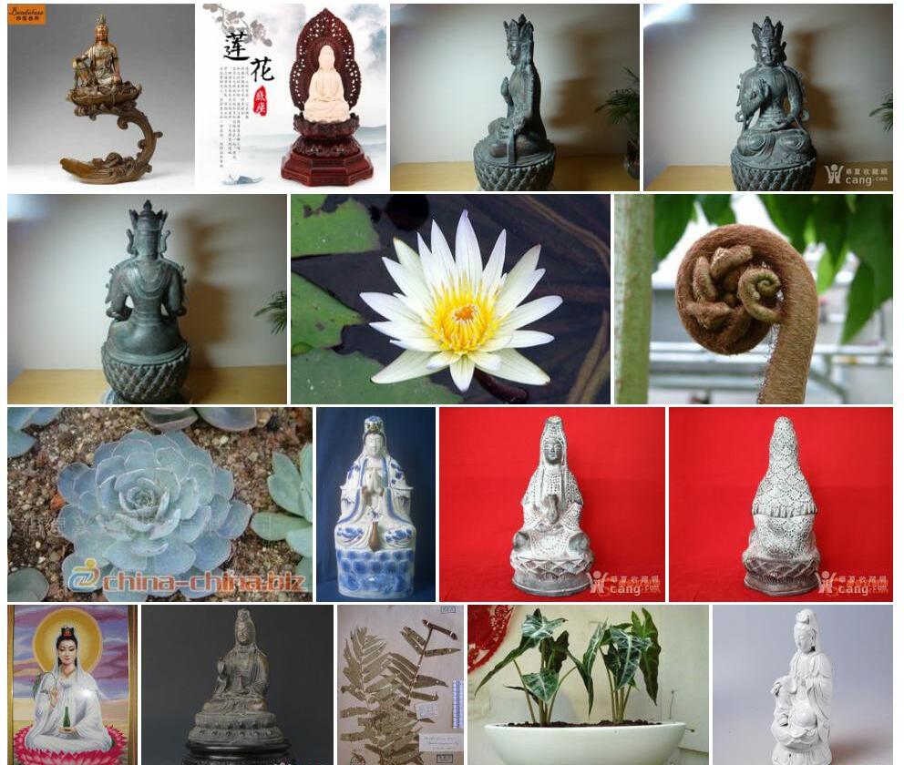 纸质观音座莲照片和图片/