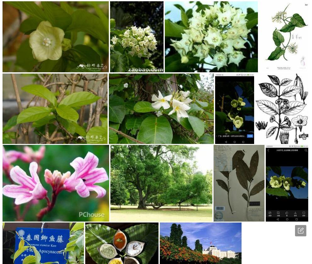 纽子花照片和图片/