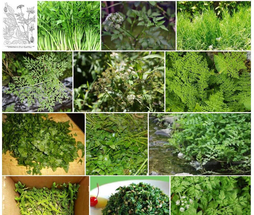 线叶水芹照片和图片/