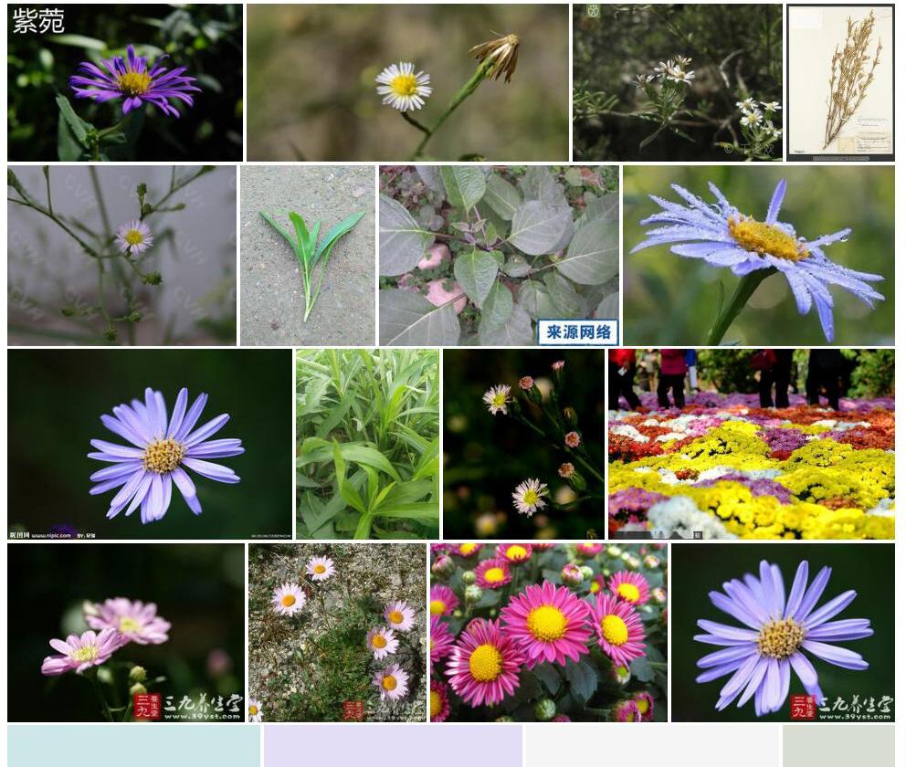 线叶紫菀照片和图片/