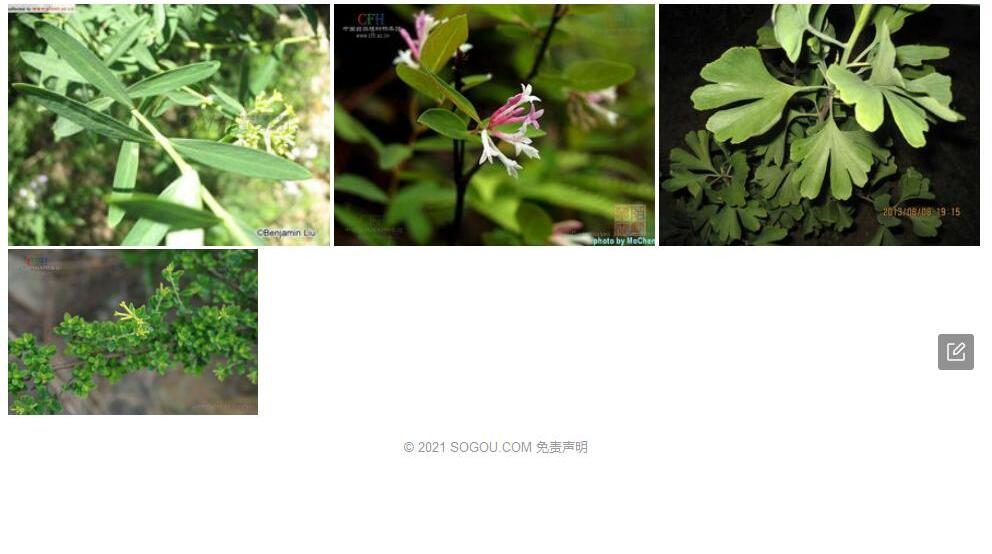 线叶荛花照片和图片/