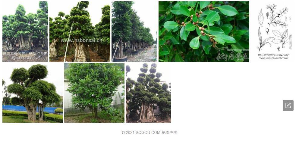 线尾榕照片和图片/