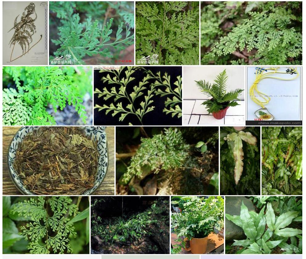 线片乌蕨照片和图片/