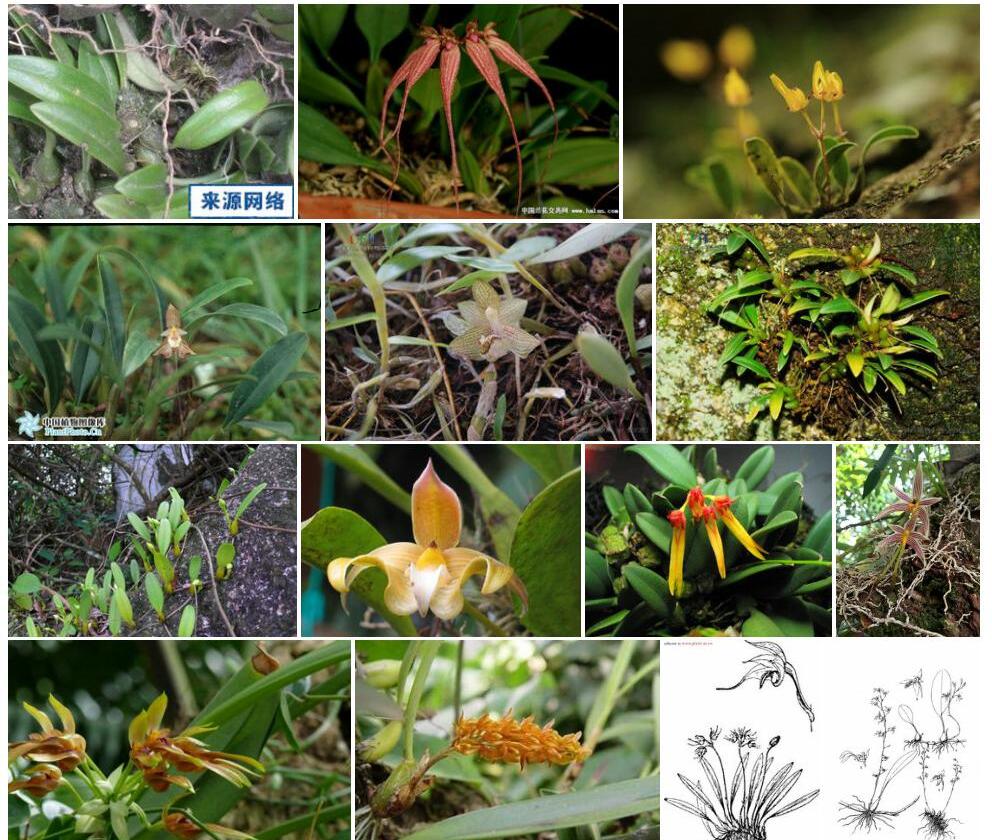 线瓣石豆兰照片和图片/