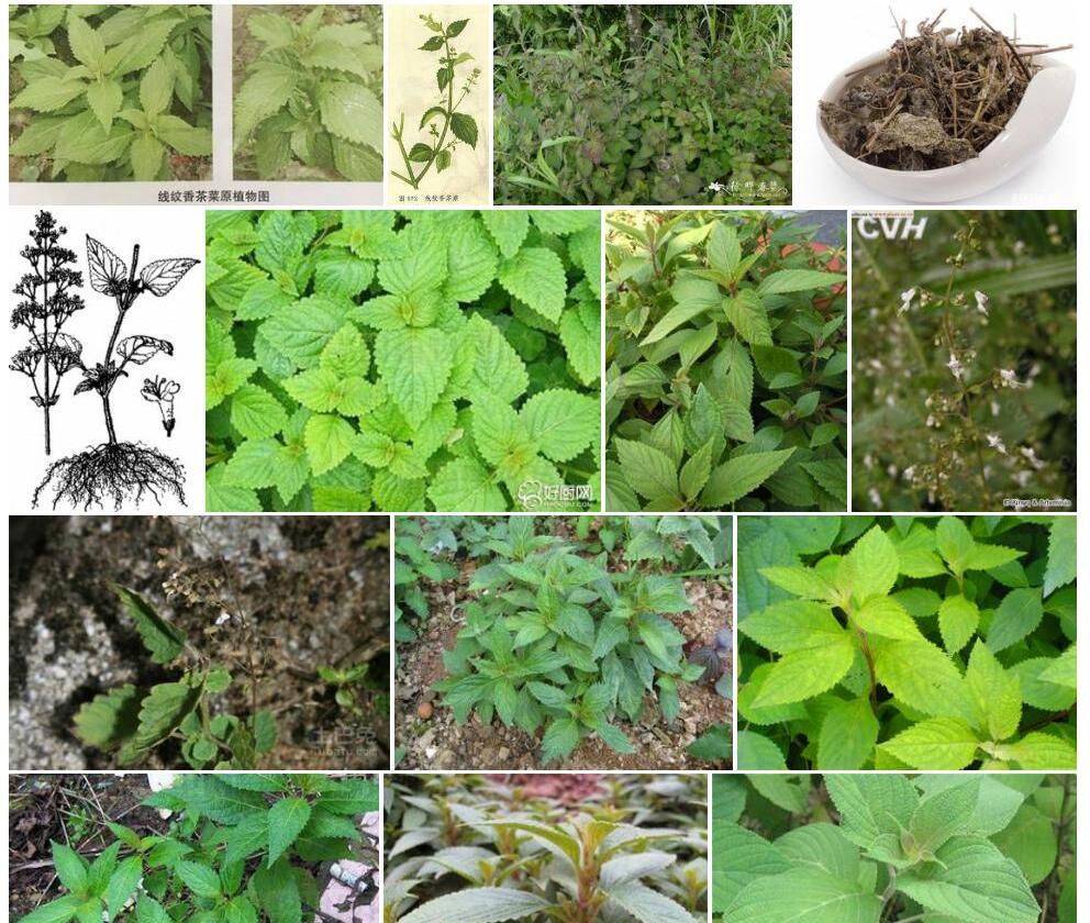 线纹香茶菜照片和图片/