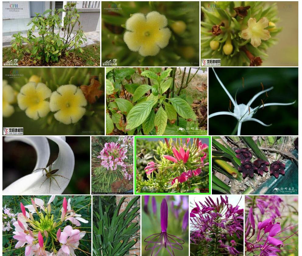线萼蜘蛛花照片和图片/