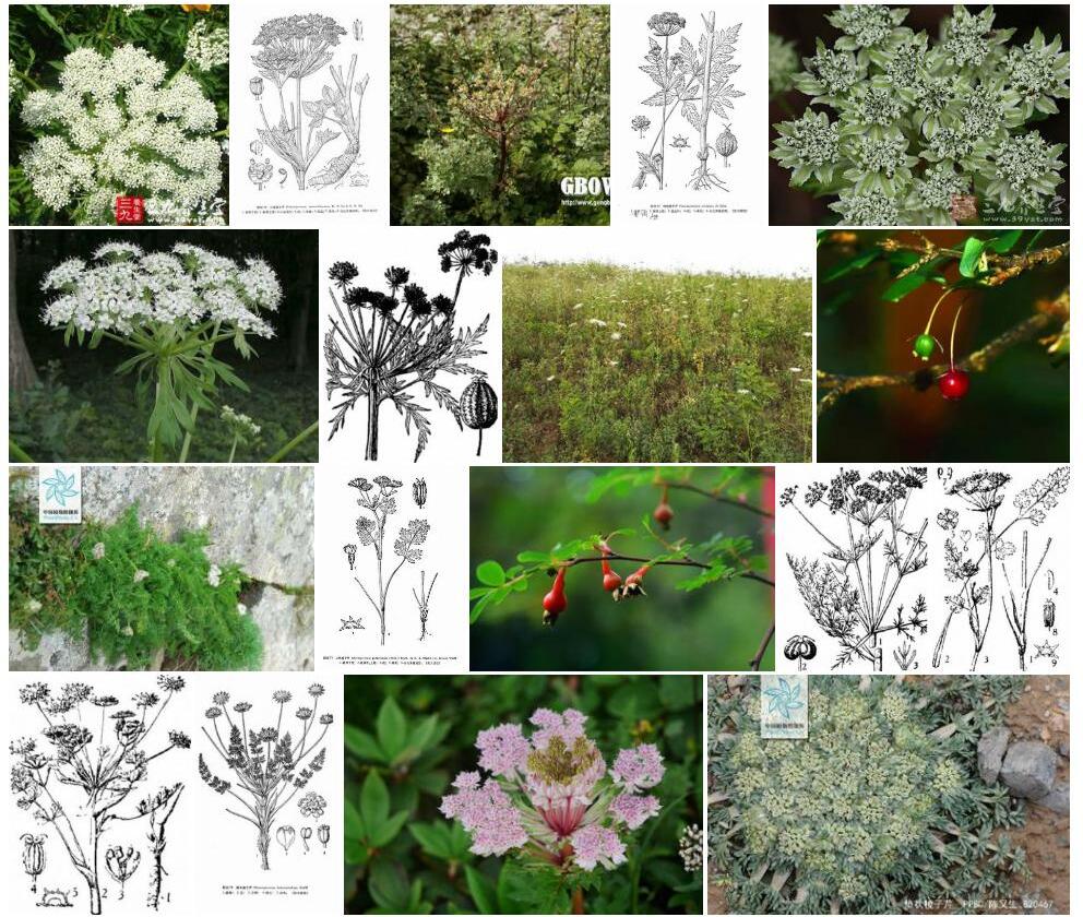 线裂棱子芹照片和图片/
