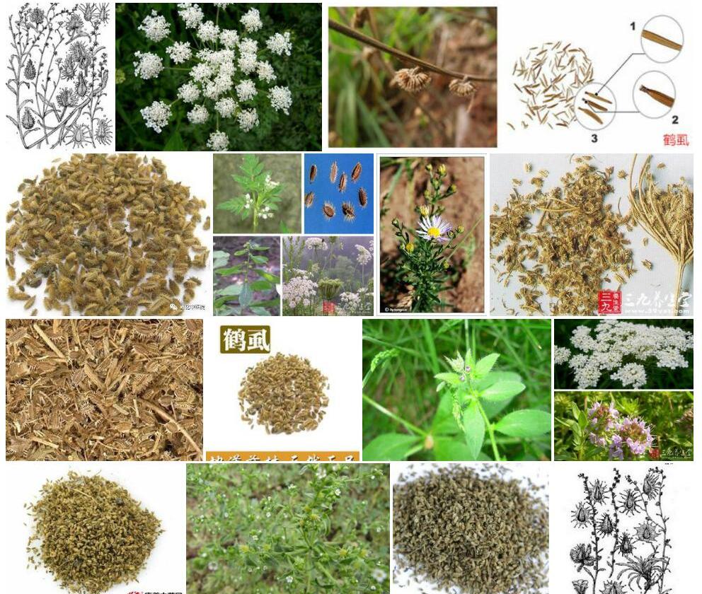 细刺鹤虱照片和图片/