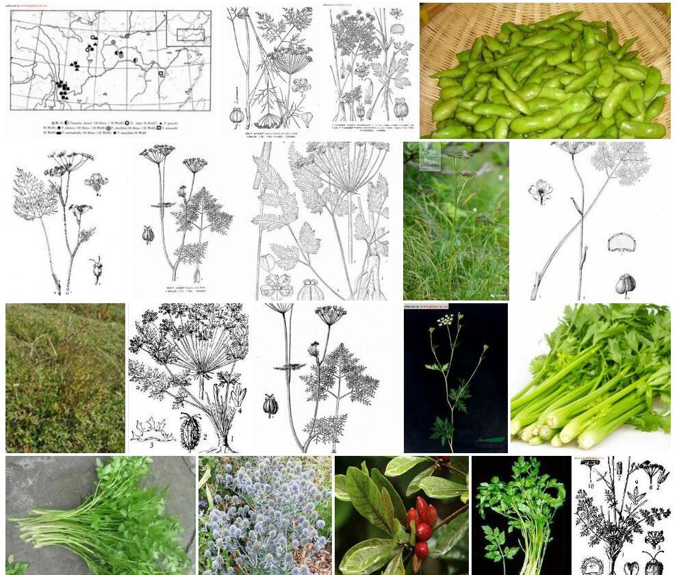 细叶东俄芹照片和图片/
