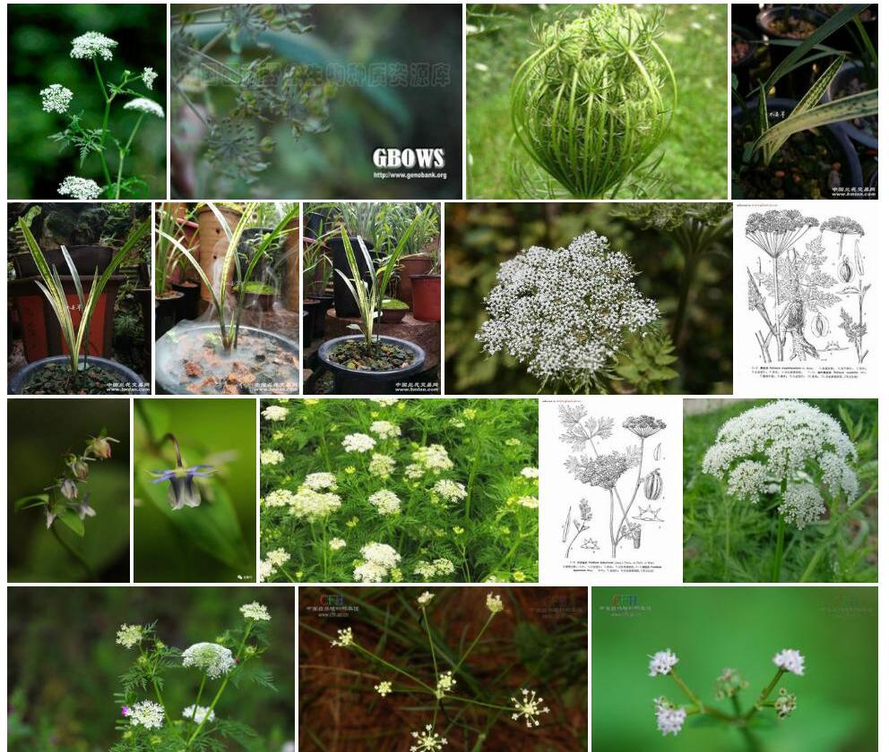 细叶亮蛇床照片和图片/