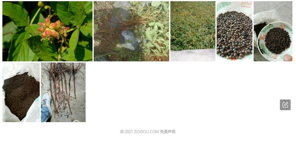 细叶千斤拔照片和图片/