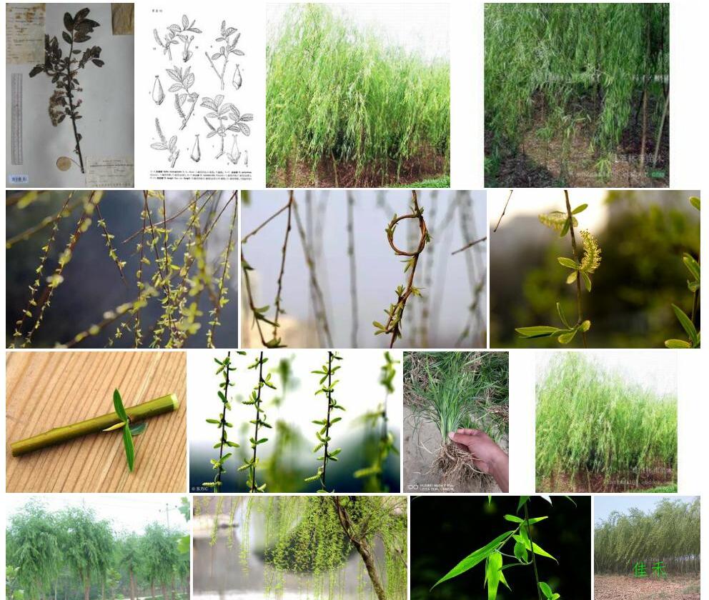 细叶周至柳照片和图片/