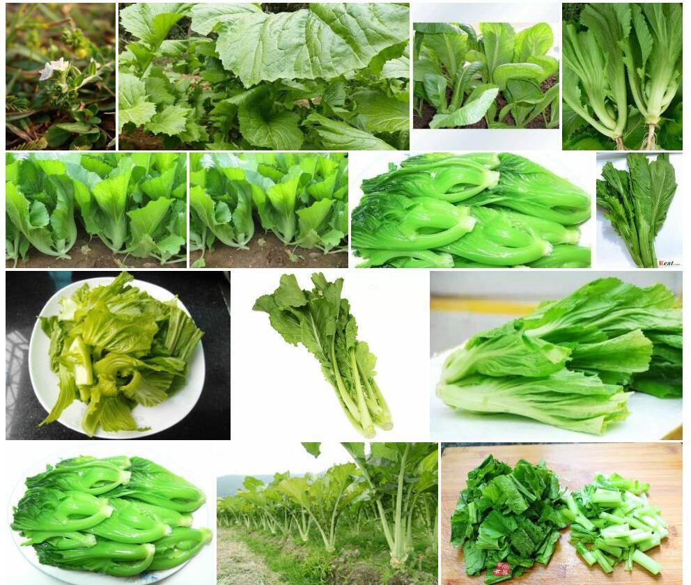 细叶天芥菜照片和图片/
