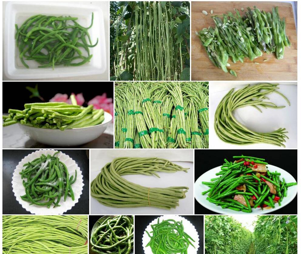 细叶小豇豆照片和图片/
