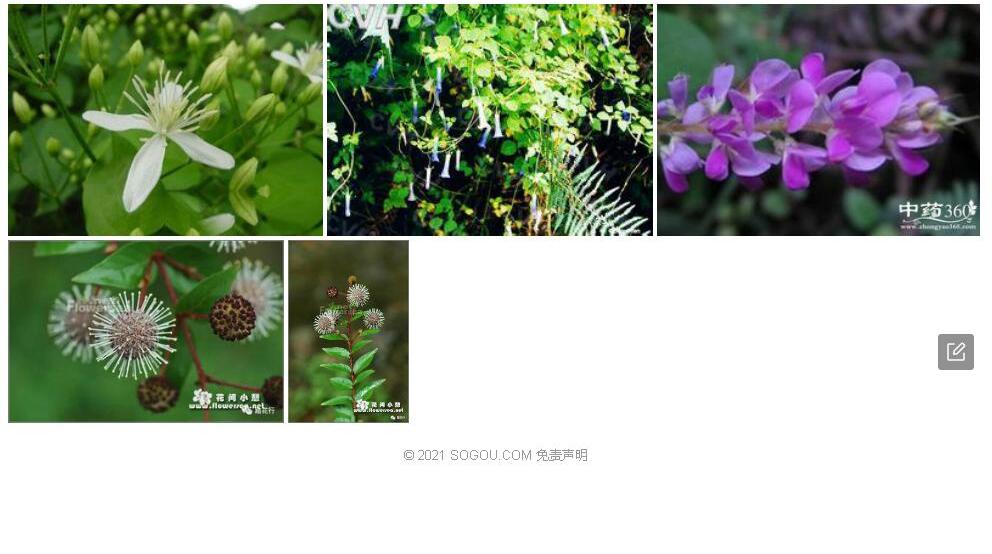 细叶山蚂蝗照片和图片/