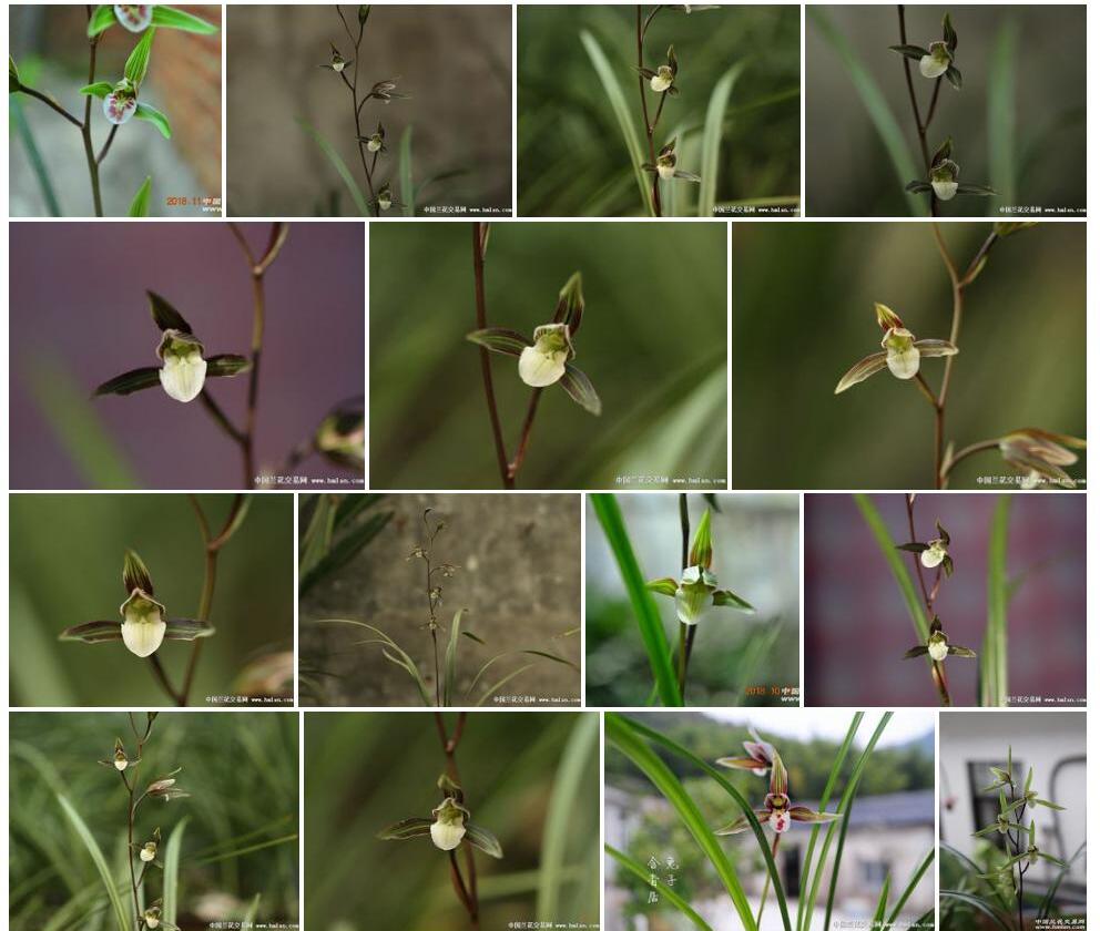细叶彩花照片和图片/