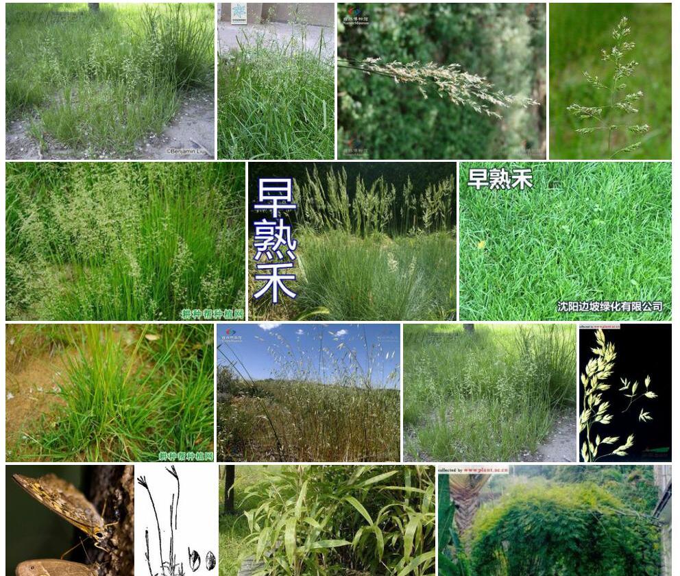 细叶早熟禾照片和图片/