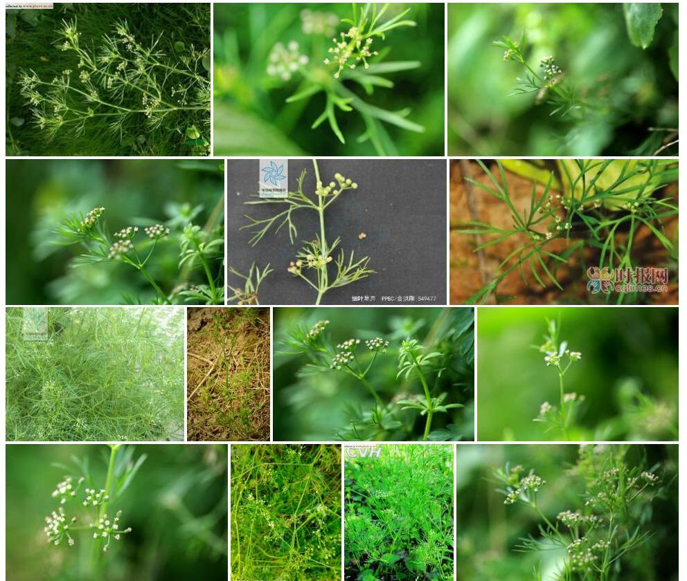 细叶旱芹照片和图片/
