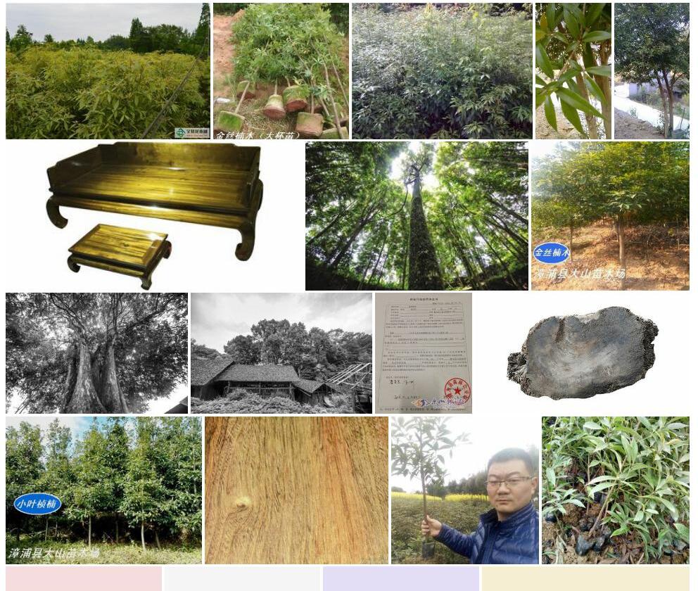 细叶楠照片和图片/
