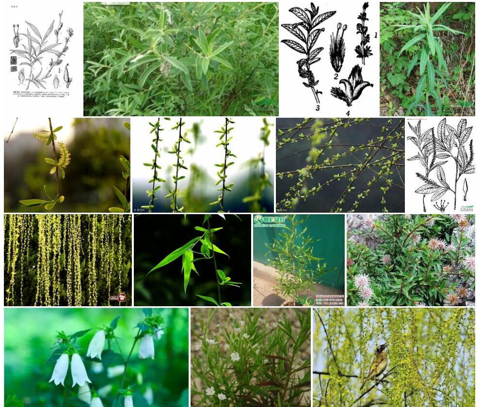细叶沼柳照片和图片/