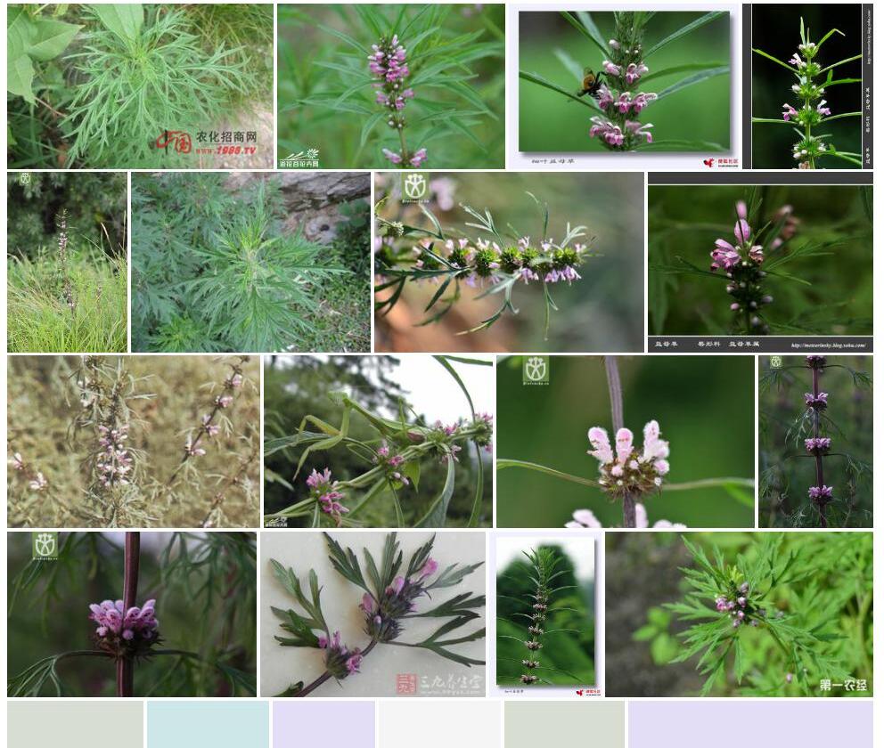 细叶益母草照片和图片/