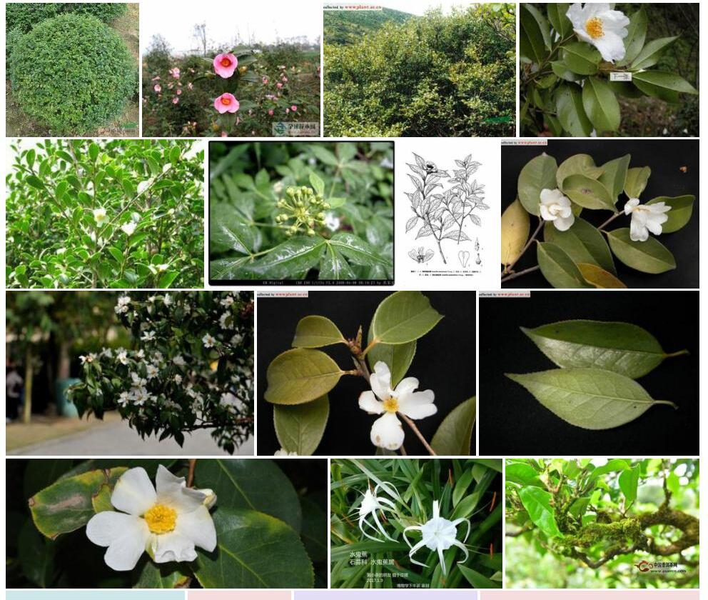 细叶短柱茶照片和图片/