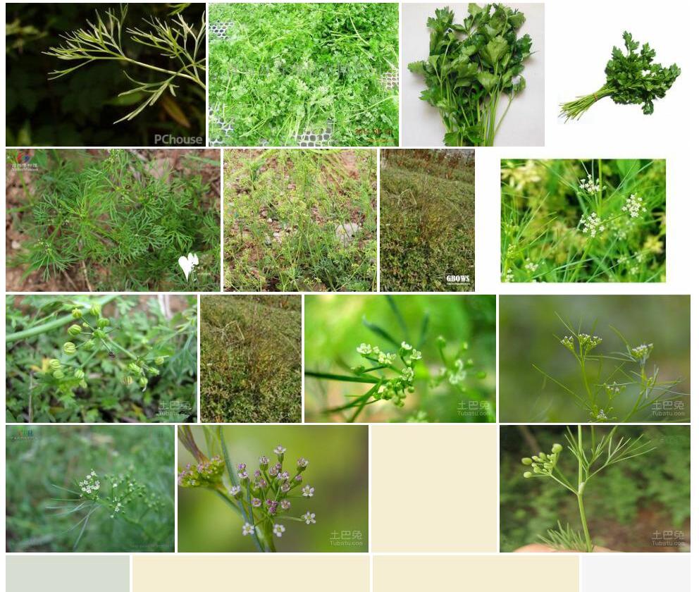 细叶芹照片和图片/