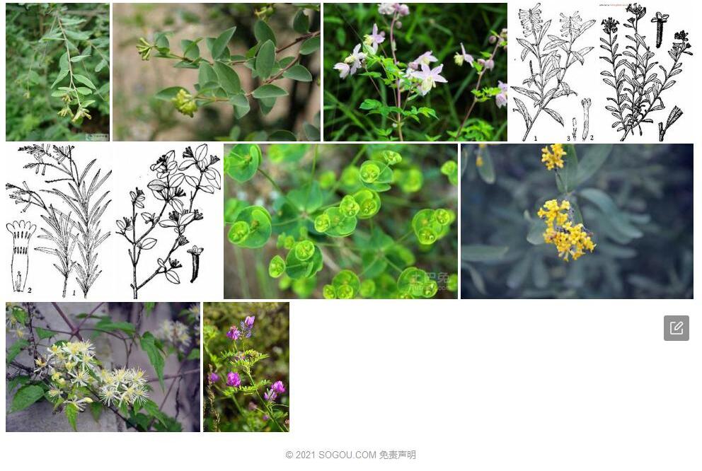 细叶荛花照片和图片/