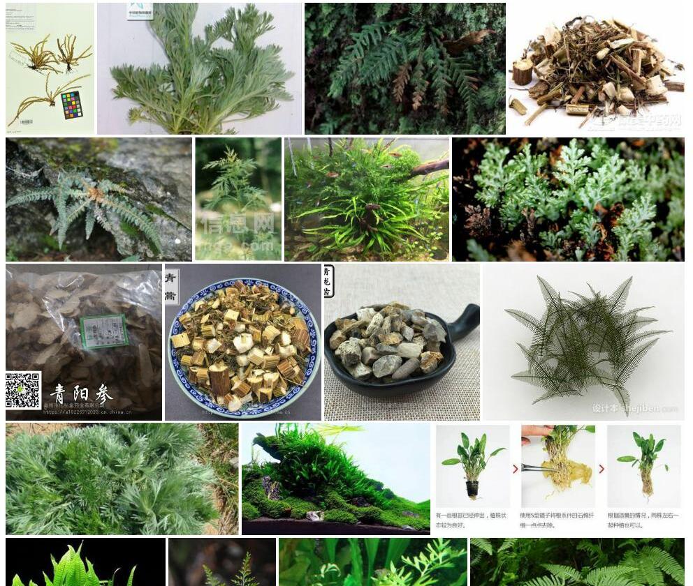 细叶蒿蕨照片和图片/