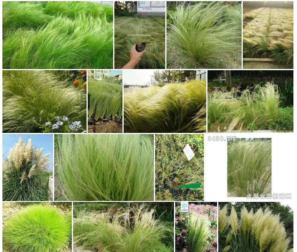 细叶针茅照片和图片/