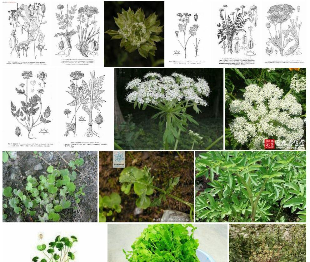 细叶隐棱芹照片和图片/