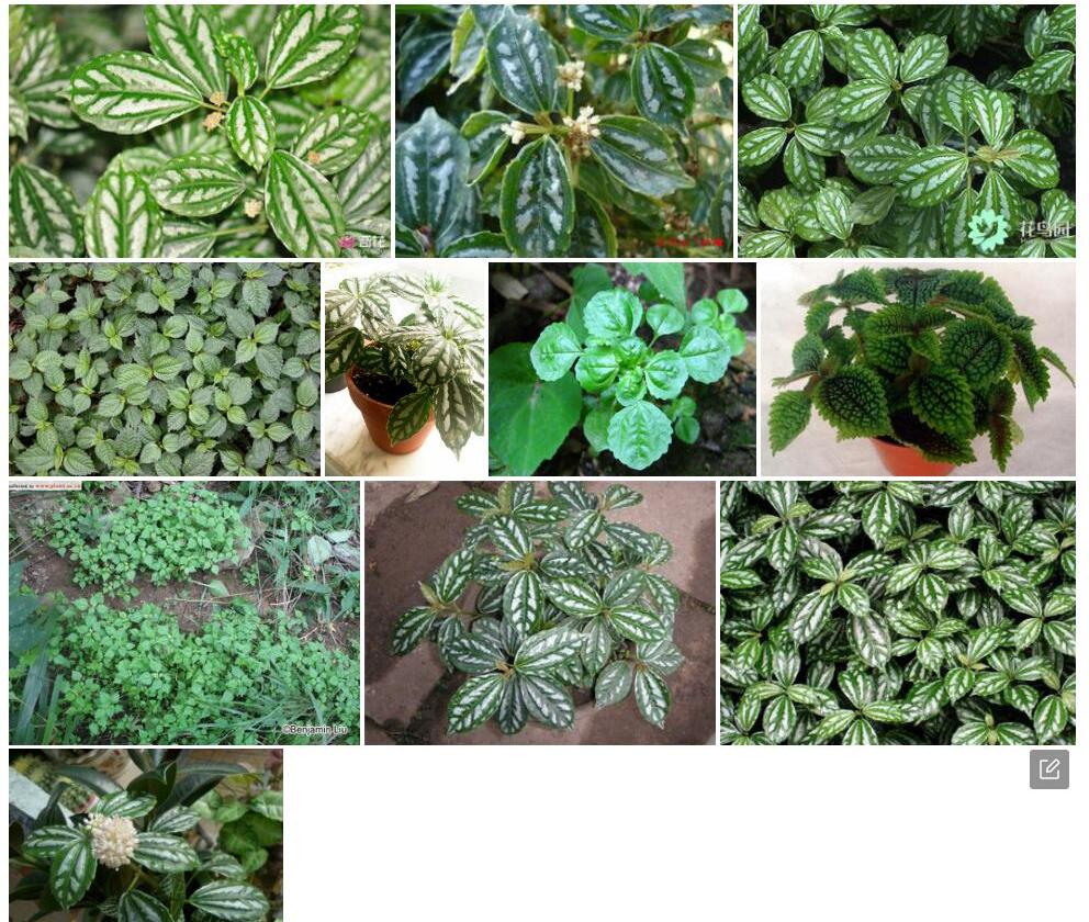 细尾冷水花照片和图片/