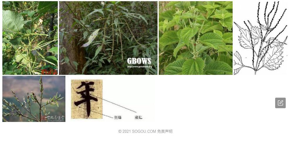细序苎麻照片和图片/