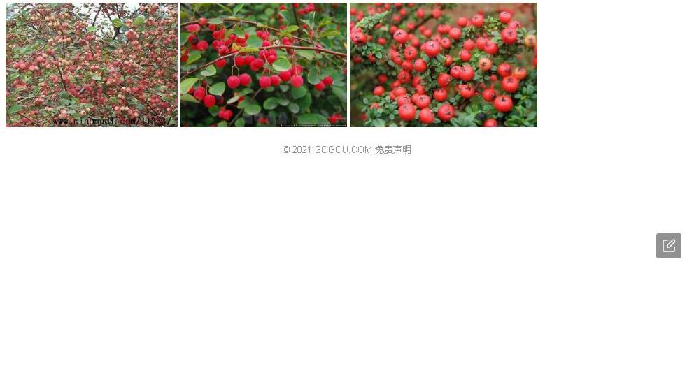 细弱栒子照片和图片/
