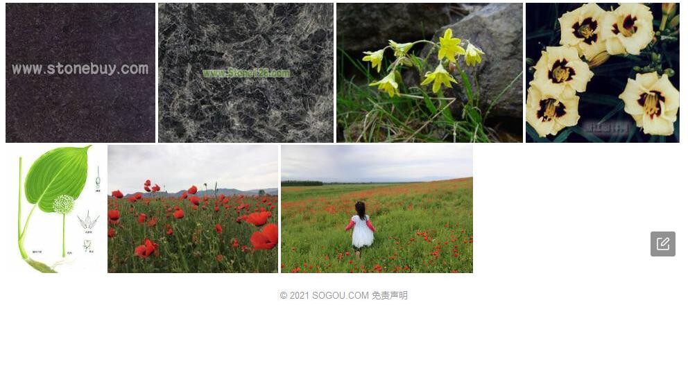 细弱顶冰花照片和图片/