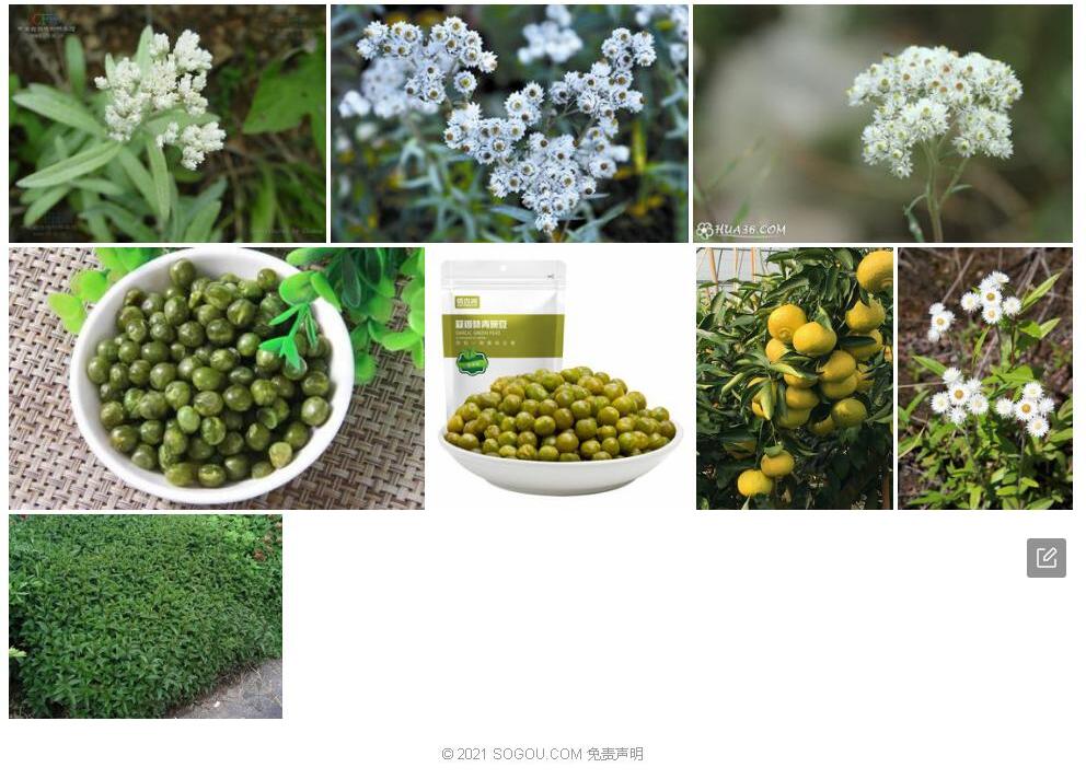 细弱香青照片和图片/