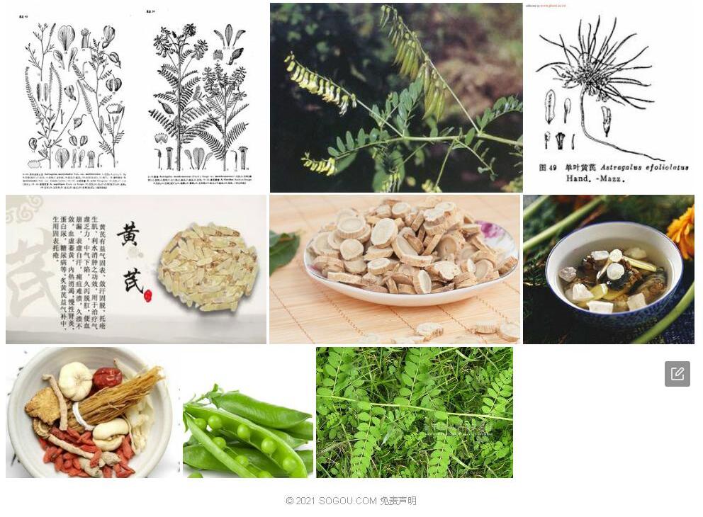 细弱黄耆照片和图片/