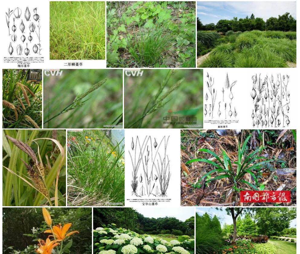 细形薹草照片和图片/