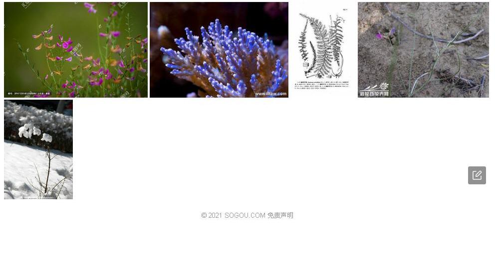 细枝天门冬照片和图片/