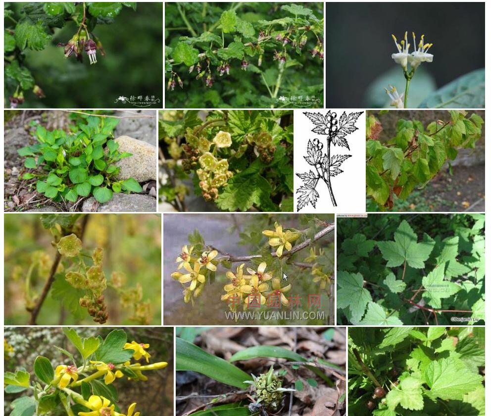 细枝茶藨子照片和图片/