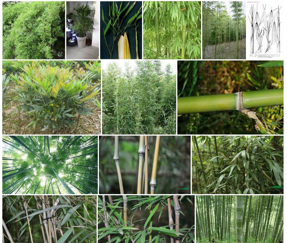 细柄少穗竹照片和图片/