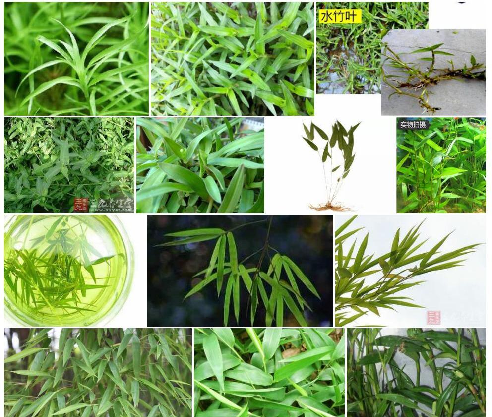 细柄水竹叶照片和图片/