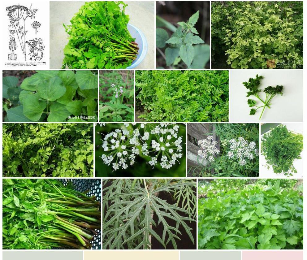 细柄茴芹照片和图片/