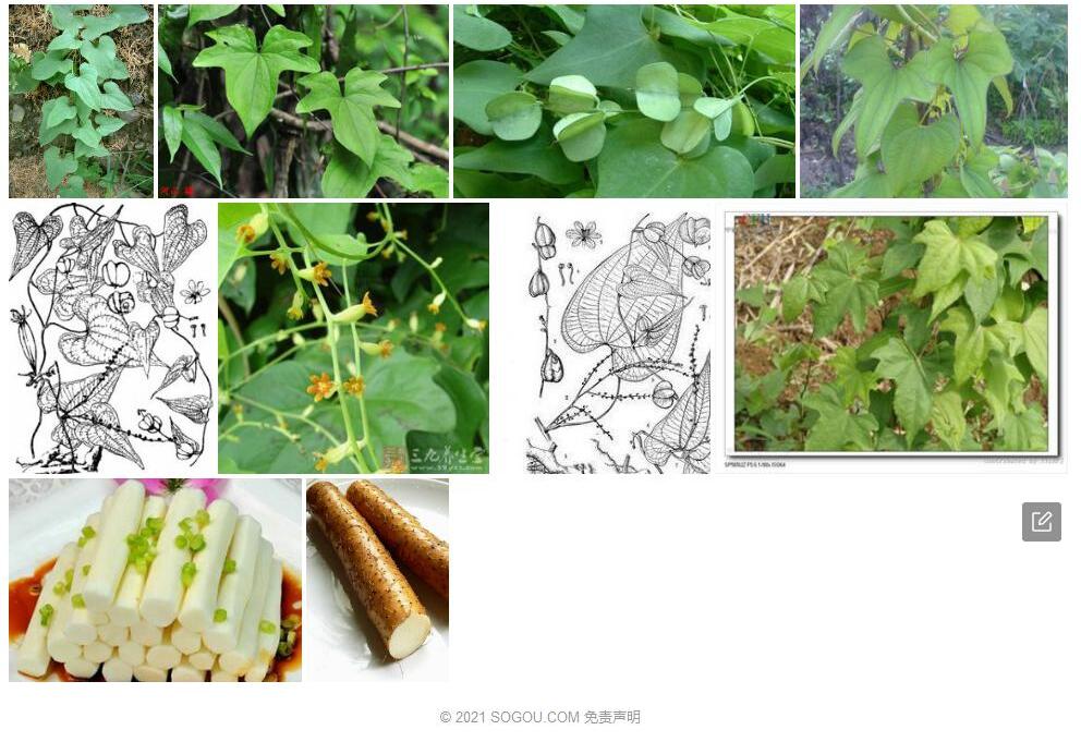 细柄薯蓣照片和图片/
