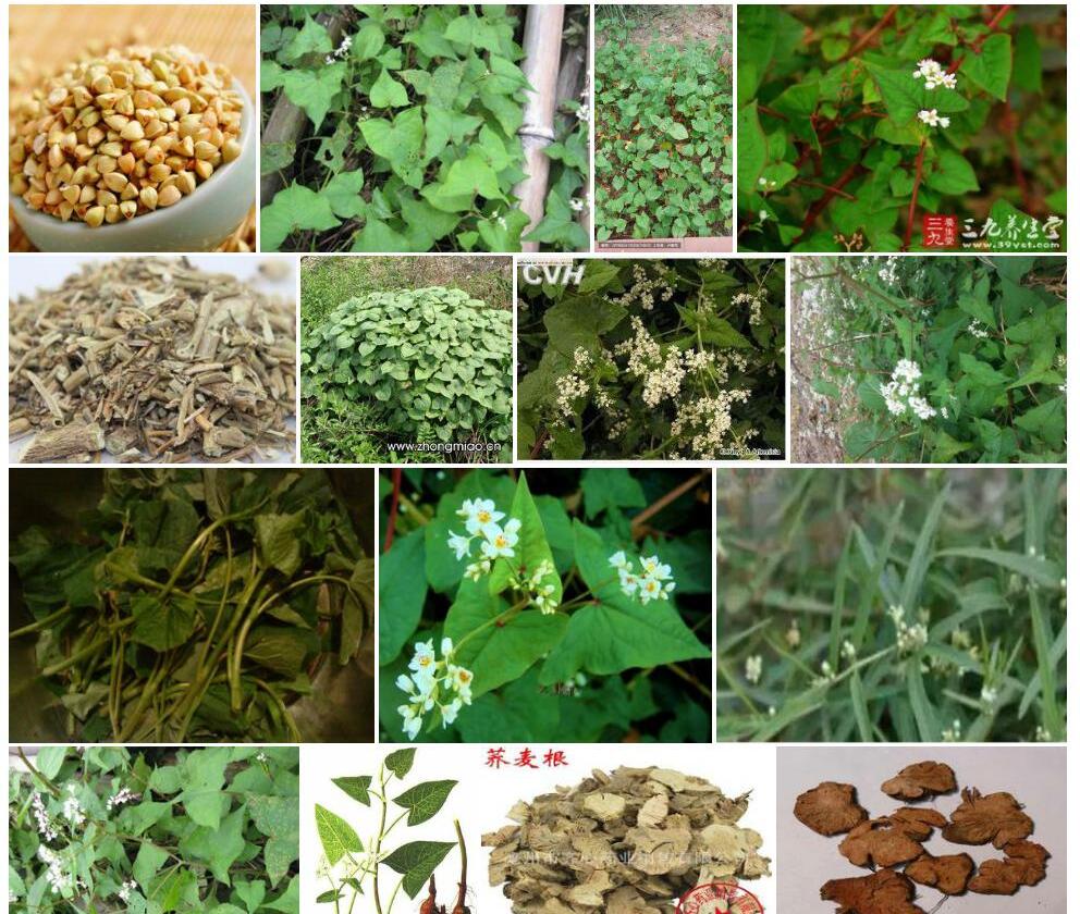 细柄野荞麦照片和图片/