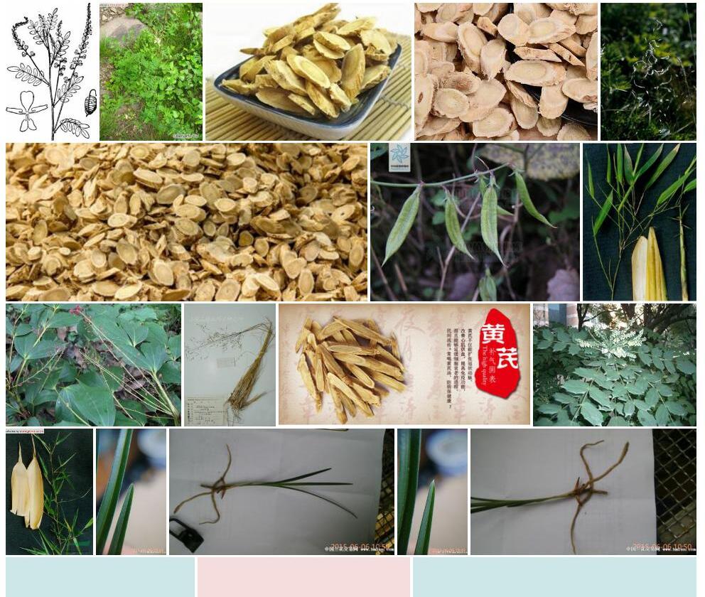 细柄黄耆照片和图片/