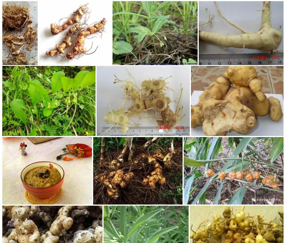 细根茎黄精照片和图片/